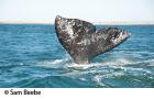Gray whale fluke